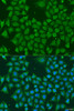 Immunofluorescence analysis of U2OS cells using AKR7A3 Polyclonal Antibody at dilution of  1:100. Blue: DAPI for nuclear staining.