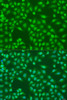 Immunofluorescence analysis of U2OS cells using COPS7A Polyclonal Antibody at dilution of  1:100. Blue: DAPI for nuclear staining.