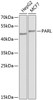 Western blot analysis of extracts of various cell lines using PARL Polyclonal Antibody at dilution of 1:1000.