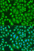 Immunofluorescence analysis of U2OS cells using PARL Polyclonal Antibody at dilution of  1:100. Blue: DAPI for nuclear staining.