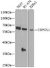 Western blot analysis of extracts of various cell lines using CEP57L1 Polyclonal Antibody at dilution of 1:1000.