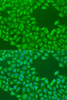 Immunofluorescence analysis of U2OS cells using CEP57L1 Polyclonal Antibody at dilution of  1:100. Blue: DAPI for nuclear staining.