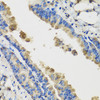 Immunohistochemistry of paraffin-embedded Mouse lung using IL36G Polyclonal Antibody at dilution of  1:100 (40x lens).