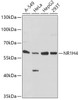 Western blot analysis of extracts of various cell lines using NR1H4 Polyclonal Antibody at dilution of 1:1000.