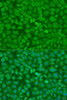Immunofluorescence analysis of U2OS cells using TRH Polyclonal Antibody at dilution of  1:100. Blue: DAPI for nuclear staining.