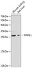 Western blot analysis of extracts of various cell lines using RNF11 Polyclonal Antibody at dilution of 1:1000.