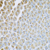 Immunohistochemistry of paraffin-embedded Mouse stomach using AP1M2 Polyclonal Antibody at dilution of  1:100 (40x lens).