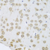 Immunohistochemistry of paraffin-embedded Mouse brain using GRPEL2 Polyclonal Antibody at dilution of  1:100 (40x lens).
