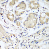 Immunohistochemistry of paraffin-embedded Human stomach using NID1 Polyclonal Antibody at dilution of  1:100 (40x lens).