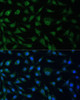 Immunofluorescence analysis of L929 cells using NUP214 Polyclonal Antibody at dilution of  1:100 (40x lens). Blue: DAPI for nuclear staining.