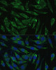 Immunofluorescence analysis of L929 cells using PITRM1 Polyclonal Antibody at dilution of  1:100 (40x lens). Blue: DAPI for nuclear staining.