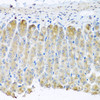 Immunohistochemistry of paraffin-embedded Mouse stomach using TAMM41 Polyclonal Antibody at dilution of  1:100 (40x lens).