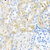 Immunohistochemistry of paraffin-embedded Rat kidney using GNRH2 Polyclonal Antibody at dilution of  1:100 (40x lens).