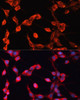 Immunofluorescence analysis of NIH-3T3 cells using ADAMTS13 Polyclonal Antibody at dilution of  1:100 (40x lens). Blue: DAPI for nuclear staining.