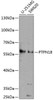 Western blot analysis of extracts of various cell lines using PTPN18 Polyclonal Antibody at dilution of 1:1000.