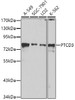 Western blot analysis of extracts of various cell lines using PTCD3 Polyclonal Antibody at dilution of 1:1000.