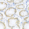 Immunohistochemistry of paraffin-embedded Human stomach using PCDHA12 Polyclonal Antibody at dilution of  1:100 (40x lens).