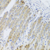 Immunohistochemistry of paraffin-embedded Mouse stomach using RARS2 Polyclonal Antibody at dilution of  1:100 (40x lens).