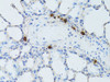 Immunohistochemistry of paraffin-embedded Rat lung using TEFM Polyclonal Antibody at dilution of  1:100 (40x lens).