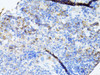 Immunohistochemistry of paraffin-embedded Mouse spleen using TEFM Polyclonal Antibody at dilution of  1:100 (40x lens).