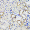 Immunohistochemistry of paraffin-embedded Mouse kidney using MTERFD3 Polyclonal Antibody at dilution of  1:100 (40x lens).