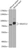 Western blot analysis of extracts of various cell lines using SIGLEC12 Polyclonal Antibody at dilution of 1:1000.