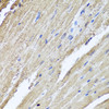 Immunohistochemistry of paraffin-embedded Rat heart using PIK3C2A Polyclonal Antibody at dilution of  1:100 (40x lens).