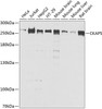 Western blot analysis of extracts of various cell lines using CKAP5 Polyclonal Antibody at dilution of 1:1000.