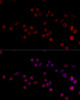 Immunofluorescence analysis of 293T cells using HNRPH3 Polyclonal Antibody at dilution of  1:100 (40x lens). Blue: DAPI for nuclear staining.