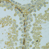 Immunohistochemistry of paraffin-embedded Rat testis using KCNJ1 Polyclonal Antibody at dilution of  1:100 (40x lens).