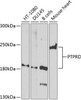 Western blot analysis of extracts of various cell lines using PTPRD Polyclonal Antibody at dilution of 1:1000.