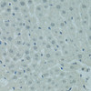 Immunohistochemistry of paraffin-embedded Rat liver using PRDM2 Polyclonal Antibody at dilution of  1:100 (40x lens).