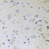 Immunohistochemistry of paraffin-embedded Rat brain using MEMO1 Polyclonal Antibody at dilution of  1:100 (40x lens).