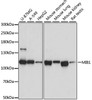 Western blot analysis of extracts of various cell lines using MIB1 Polyclonal Antibody at dilution of 1:1000.
