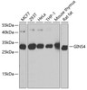 Western blot analysis of extracts of various cell lines using GINS4 Polyclonal Antibody at dilution of 1:1000.