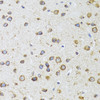Immunohistochemistry of paraffin-embedded Mouse brain using AIFM3 Polyclonal Antibody at dilution of  1:100 (40x lens).