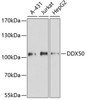 Western blot analysis of extracts of various cell lines using DDX50 Polyclonal Antibody at dilution of 1:3000.