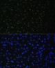 Immunofluorescence analysis of C6 cells using DDX50 Polyclonal Antibody at dilution of  1:100. Blue: DAPI for nuclear staining.