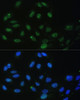 Immunofluorescence analysis of U-2 OS cells using DDX50 Polyclonal Antibody at dilution of  1:100. Blue: DAPI for nuclear staining.