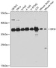 Western blot analysis of extracts of various cell lines using EIF3J Polyclonal Antibody at dilution of 1:3000.