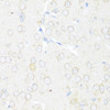 Immunohistochemistry of paraffin-embedded Rat brain using EIF3J Polyclonal Antibody at dilution of  1:100 (40x lens).