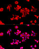 Immunofluorescence analysis of HeLa cells using EIF3J Polyclonal Antibody at dilution of  1:100. Blue: DAPI for nuclear staining.