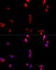 Immunofluorescence analysis of NIH/3T3 cells using EIF3J Polyclonal Antibody at dilution of  1:100. Blue: DAPI for nuclear staining.