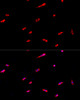 Immunofluorescence analysis of PC-12 cells using EIF3J Polyclonal Antibody at dilution of  1:100. Blue: DAPI for nuclear staining.