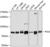 Western blot analysis of extracts of various cell lines using PLK3 Polyclonal Antibody at dilution of 1:1000.