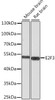 Western blot analysis of extracts of various cell lines using E2F3 Polyclonal Antibody at dilution of 1:1000.