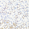 Immunohistochemistry of paraffin-embedded Mouse kidney using SS18L1 Polyclonal Antibody at dilution of  1:100 (40x lens).