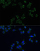Immunofluorescence analysis of HeLa cells using SS18L1 Polyclonal Antibody at dilution of  1:100. Blue: DAPI for nuclear staining.
