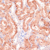 Immunohistochemistry of paraffin-embedded Rat kidney using RPIA Polyclonal Antibody at dilution of  1:100 (40x lens).