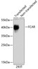 Western blot analysis of extracts of 293T cells using FCAR Polyclonal Antibody.